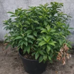 Brunfelsia Not Flowering Indoors: How to Fix Bud Drop and Get Blooms Again