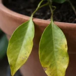 Brunfelsia Leaves Turning Yellow: Causes & Fixes