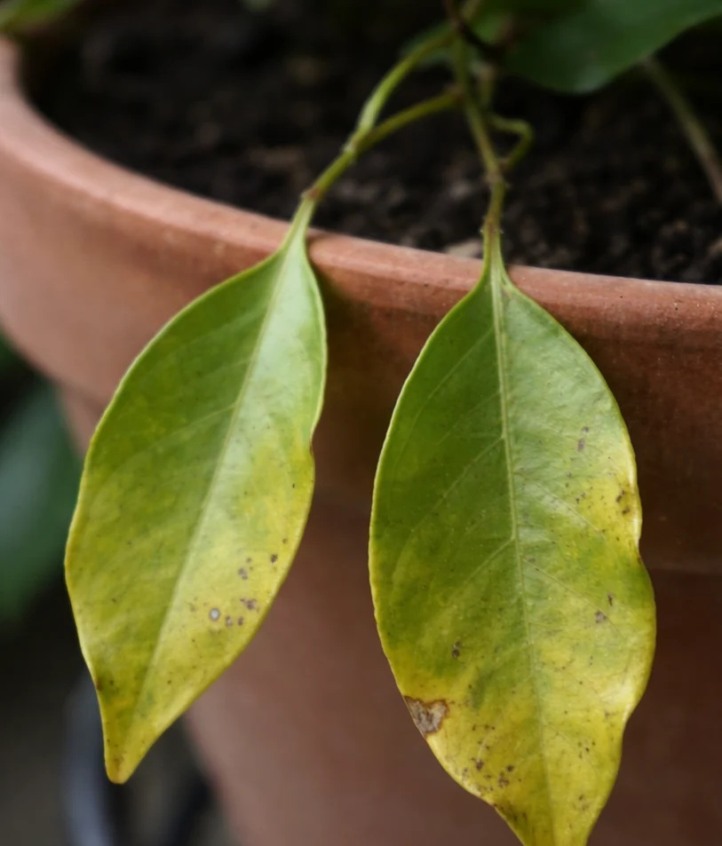 Brunfelsia Leaves Turning Yellow: Causes & Fixes