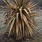 Cabbage Tree Frost Damage: How to Save the Crown and Trunk