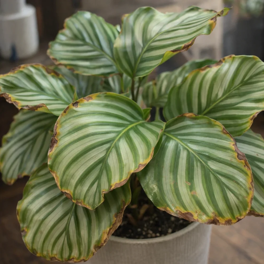 Calathea Orbifolia Brown Leaf Edges: Causes and Solutions