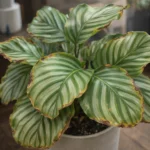 Calathea Orbifolia Brown Leaf Edges: Causes and Solutions