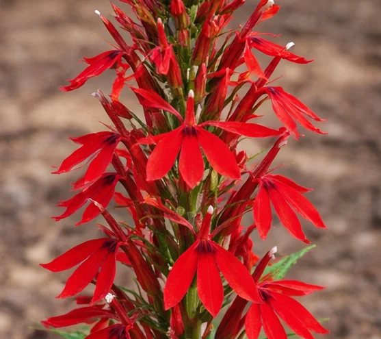 Cardinal Flower Didn't Come Back? Why It's So Short-Lived