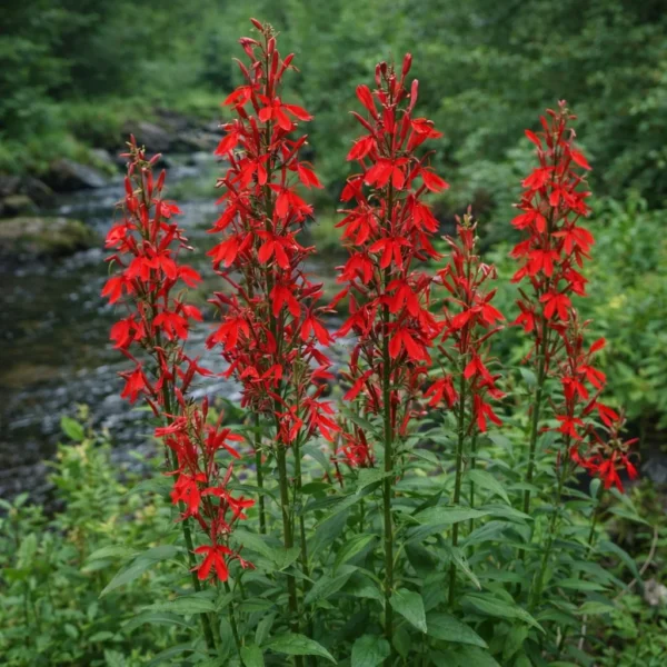 Cardinal Flower (Lobelia cardinalis) plant