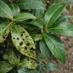 Cherry Laurel Leaves Full of Holes: How to Diagnose Shot Hole and Stop It in a Hedge