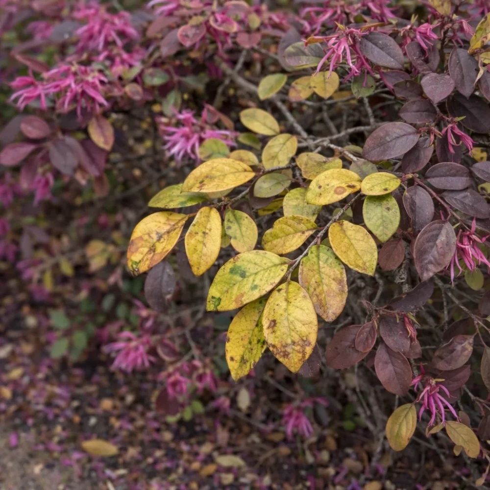 Chinese Fringe Flower Yellowing or Losing Its Purple? Here's Why