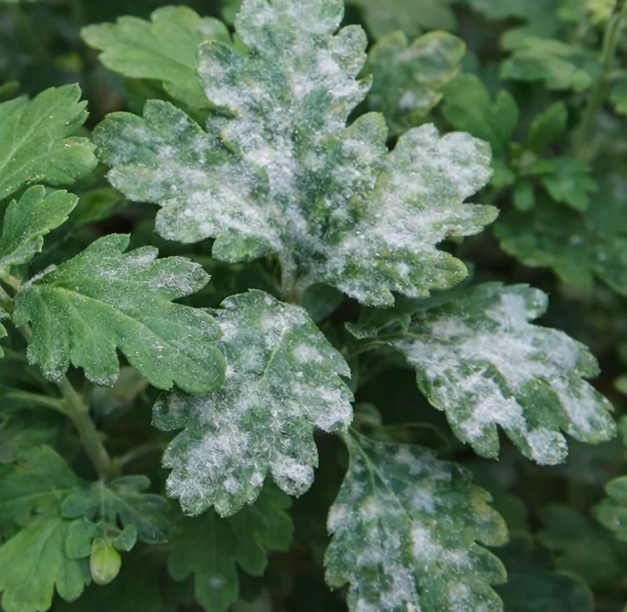 Chrysanthemum White Powder on Leaves: Causes, Treatment, and Prevention