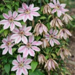 Nelly Moser Clematis Wilting: How to Cut Back Wilt and Save New Shoots