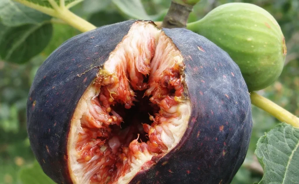 Common Fig Splitting Open: Why It Happens and How to Prevent Cracked ...