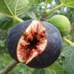 Common Fig Splitting Open: Why It Happens and How to Prevent Cracked Figs