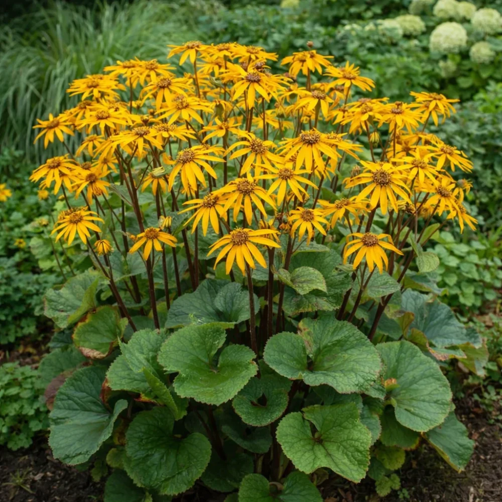 Leopard Plant plant