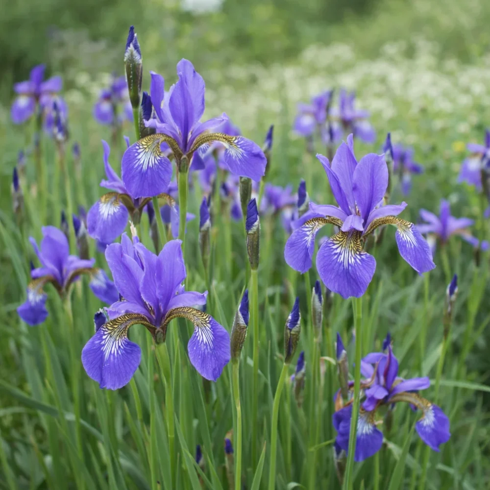 Siberian Iris plant