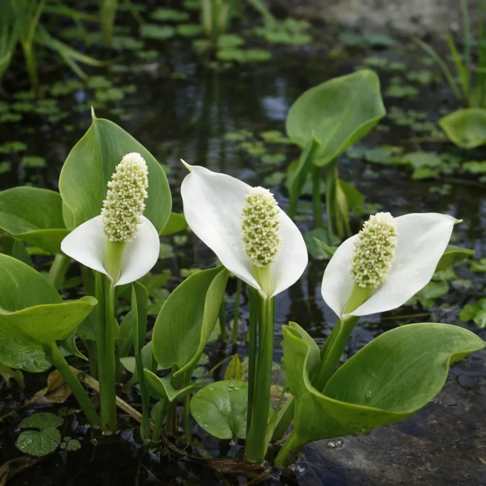 Water Arum plant