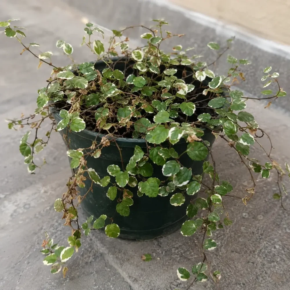 Creeping Fig Leaves Drying and Falling Off Indoors
