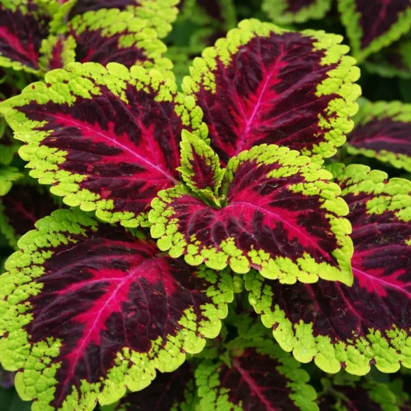 Coleus (Plectranthus scutellarioides) plant