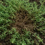 Common Thyme Turning Brown: Root Rot and Drainage Fixes