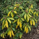 Daphne Odora Leaves Turning Yellow and Drooping: Wet Roots and Drainage Fixes