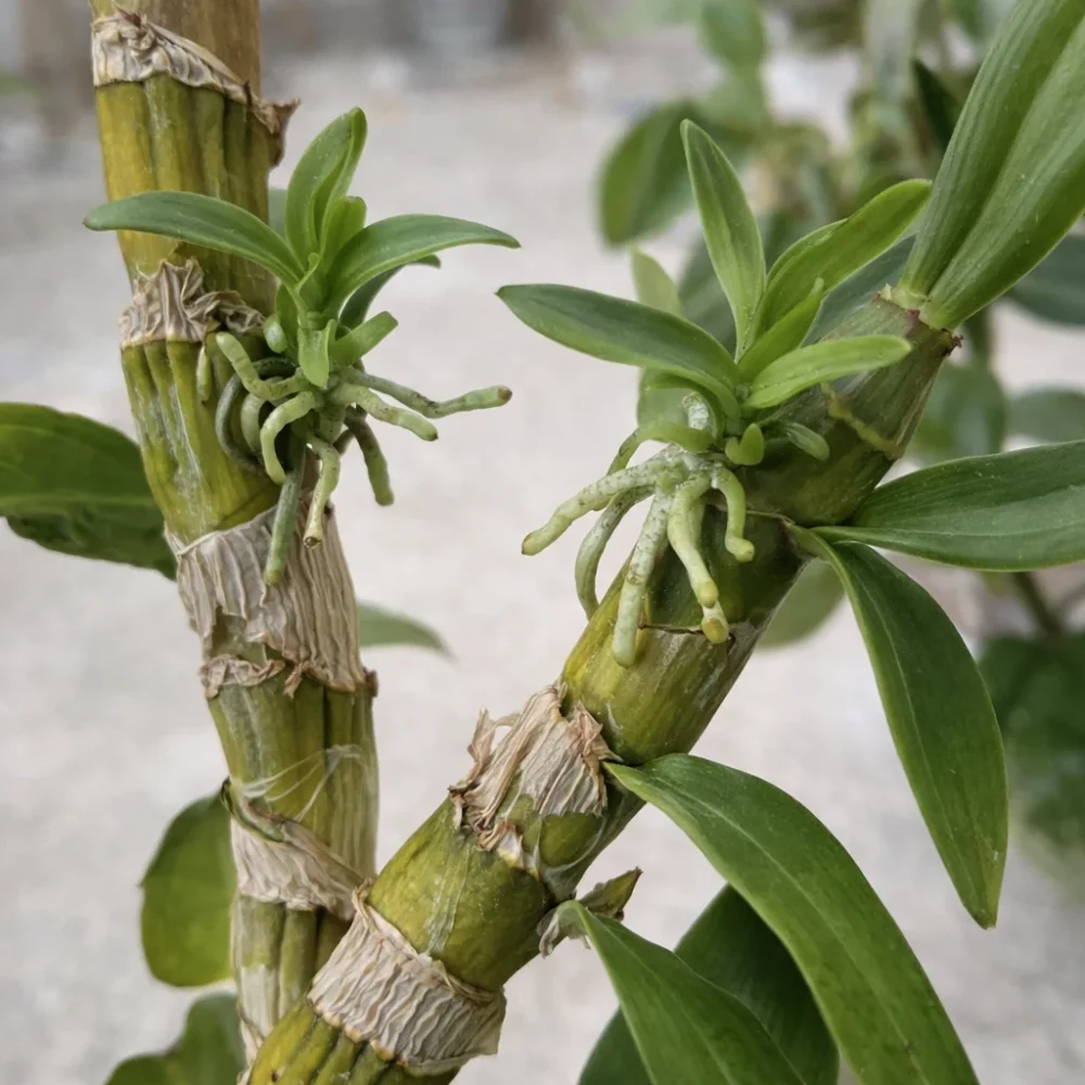 Dendrobium Nobile Making Keikis Instead of Flowers: Why It Happens and What to Do