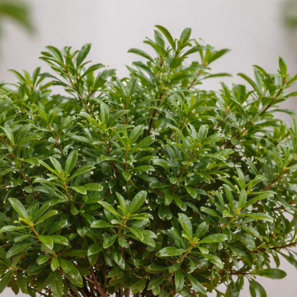 Dwarf Pomegranate 'Nana' Flowering but Not Fruiting: Causes and Fixes