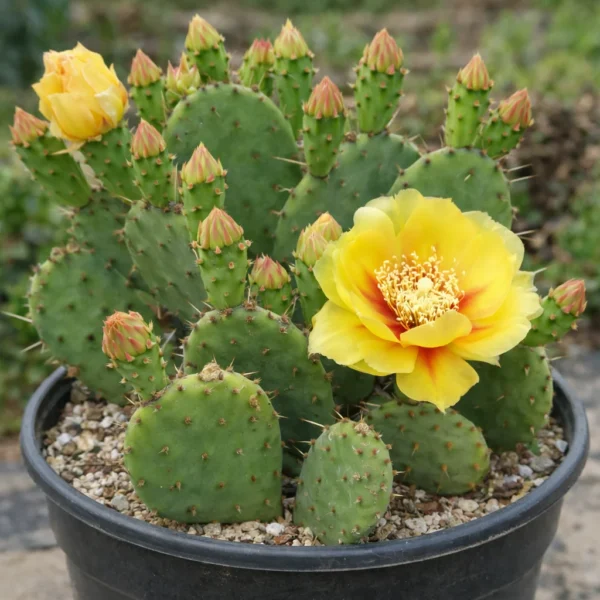 Eastern Prickly Pear (Opuntia humifusa) plant