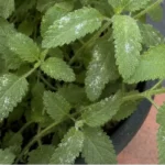 Garden Verbena White Powder on Leaves: Signs and Fixes