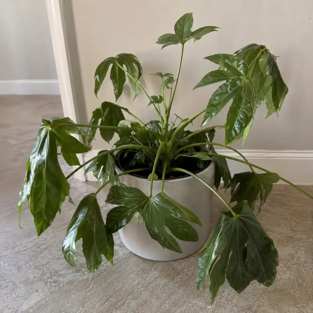 Paper Plant Drooping Leaves: Diagnose the Cause and Fix It