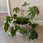 Paper Plant Drooping Leaves: Diagnose the Cause and Fix It