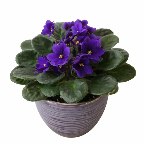 African Violet (Saintpaulia ionantha) plant