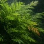 African Water Fern leaves turning brown or “melting”: causes and fixes