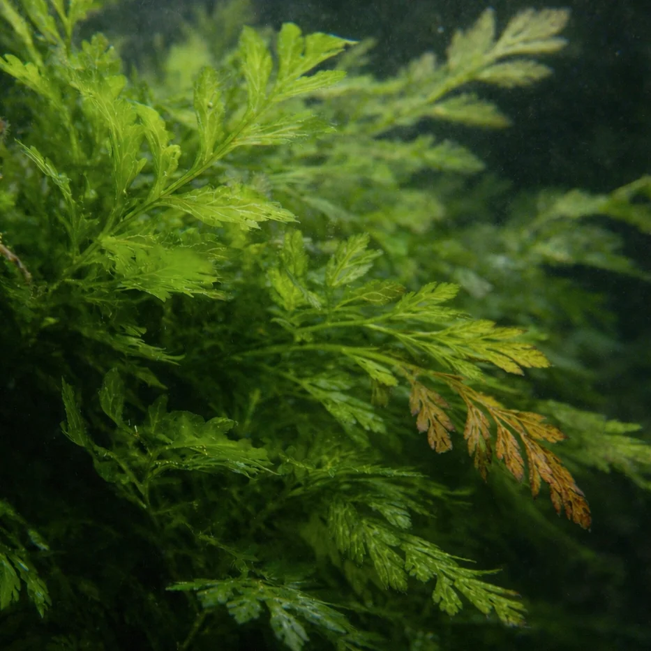 African Water Fern leaves turning brown or “melting”: causes and fixes