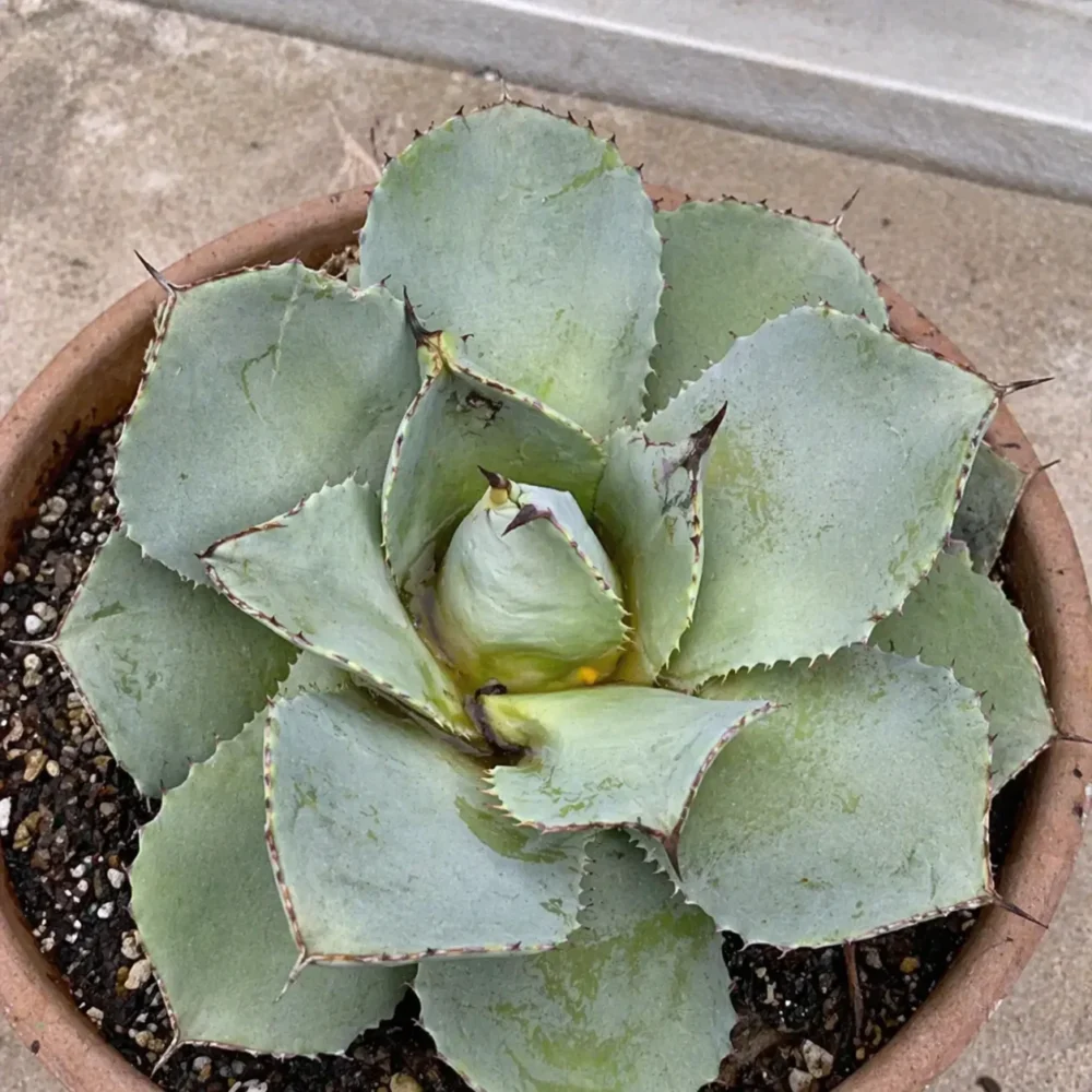 Agave Parryi turning mushy after rain or winter: causes and fixes