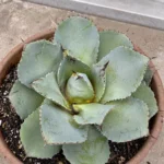 Agave Parryi turning mushy after rain or winter: causes and fixes