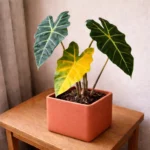 Alocasia leaves droop and turn yellow: causes and solutions