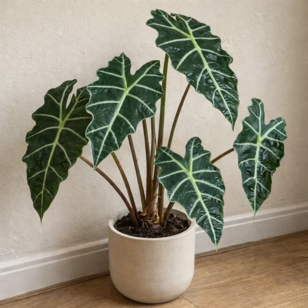 Alocasia (African Mask ) plant