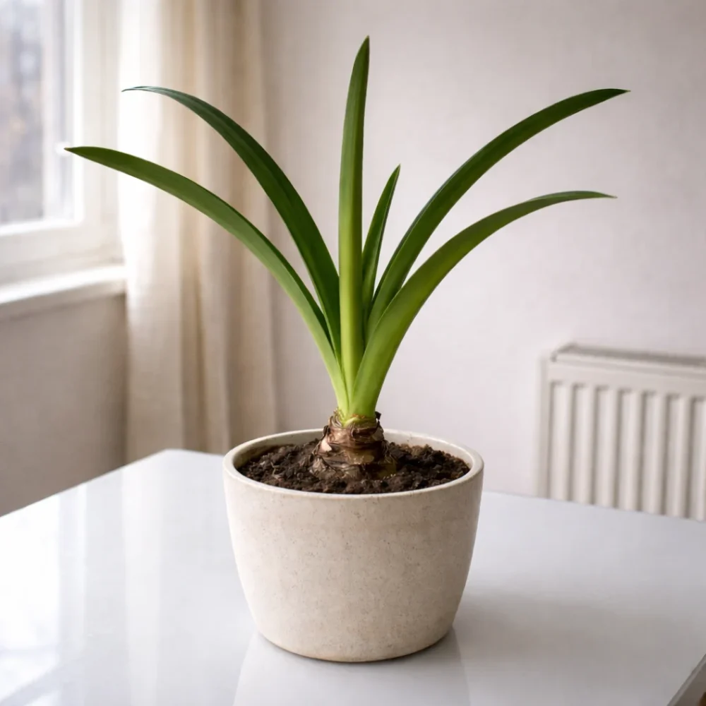 Amaryllis not blooming: why you get leaves but no flowers (and how to make it rebloom)