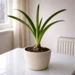 Amaryllis not blooming: why you get leaves but no flowers (and how to make it rebloom)