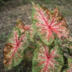 Angel Wings leaves turning brown: why it happens and how to stop it