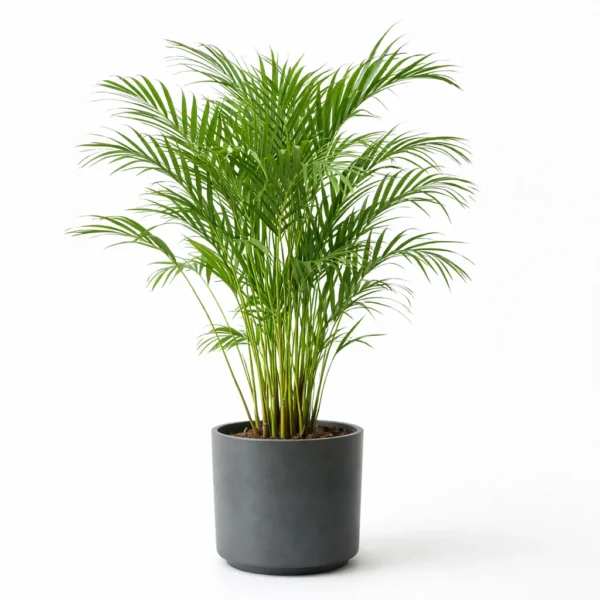 Areca Palm (Dypsis lutescens) plant