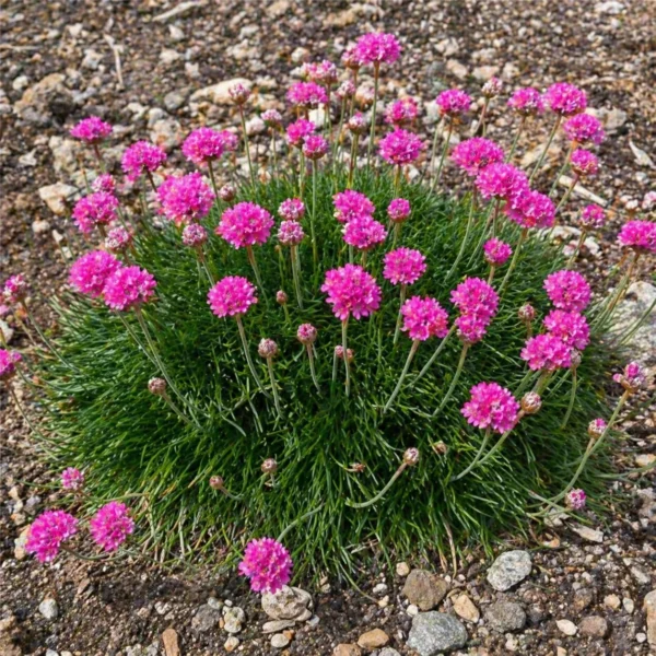 Armeria maritima (Sea Thrift)