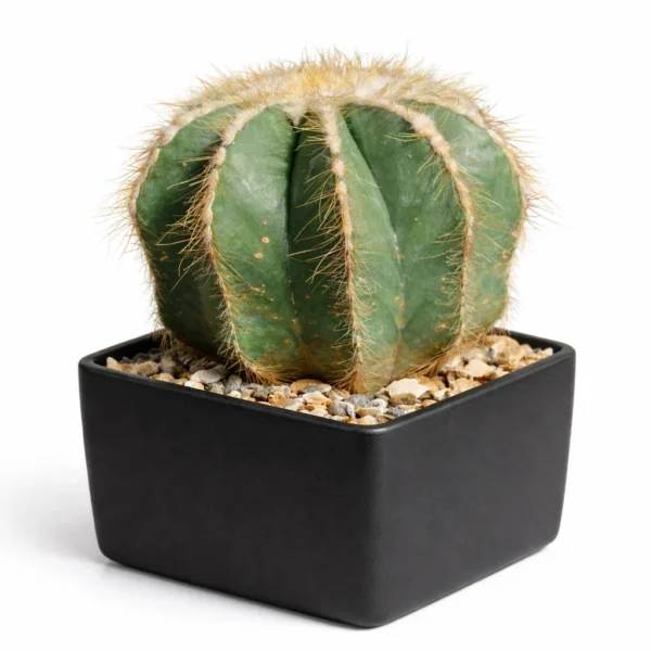 Balloon Cactus (Parodia magnifica) plant