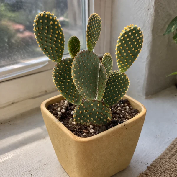 Bunny Ears Cactus (Opuntia microdasys) plant