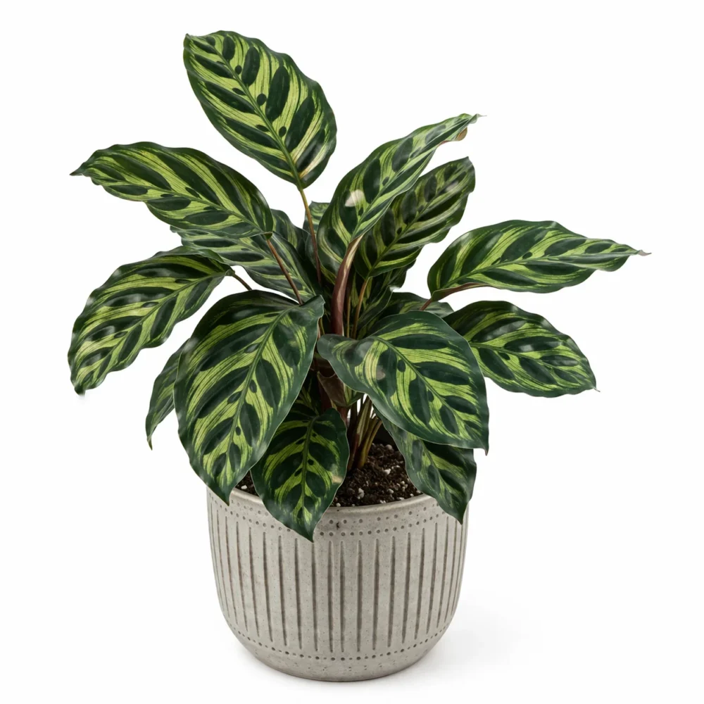 Cathedral Windows (Calathea Makoyana) plant