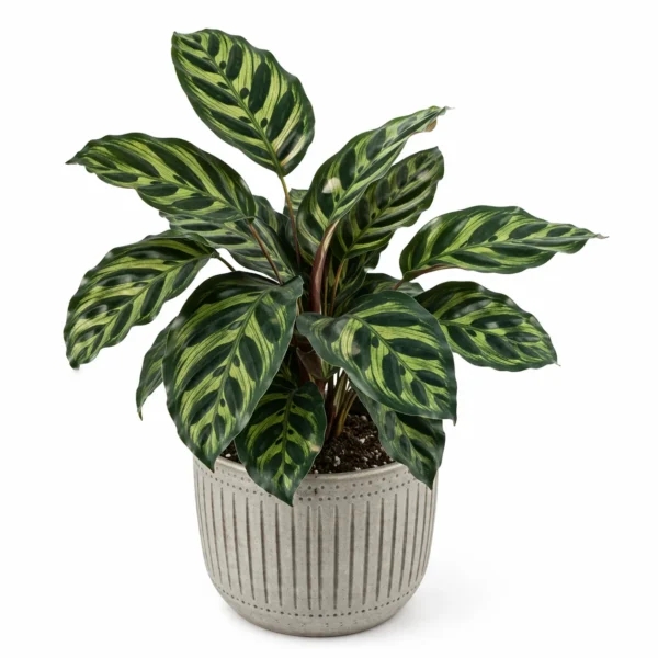 calathea makoyana (cathedral windows) plant
