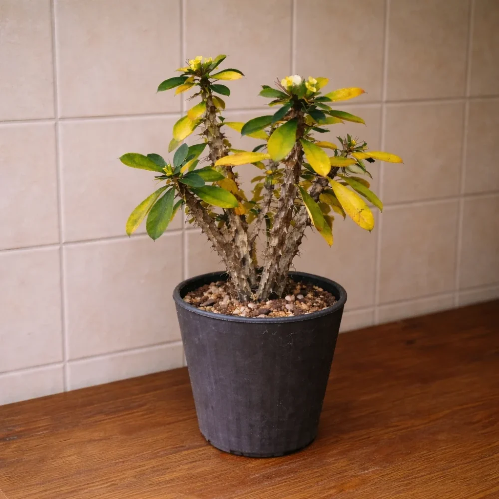 Crown of Thorns leaves turning yellow and dropping: the real cause and fix
