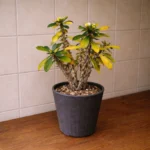 Crown of Thorns leaves turning yellow and dropping: the real cause and fix