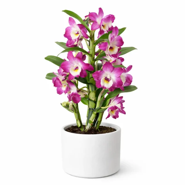 Dendrobium nobile plant
