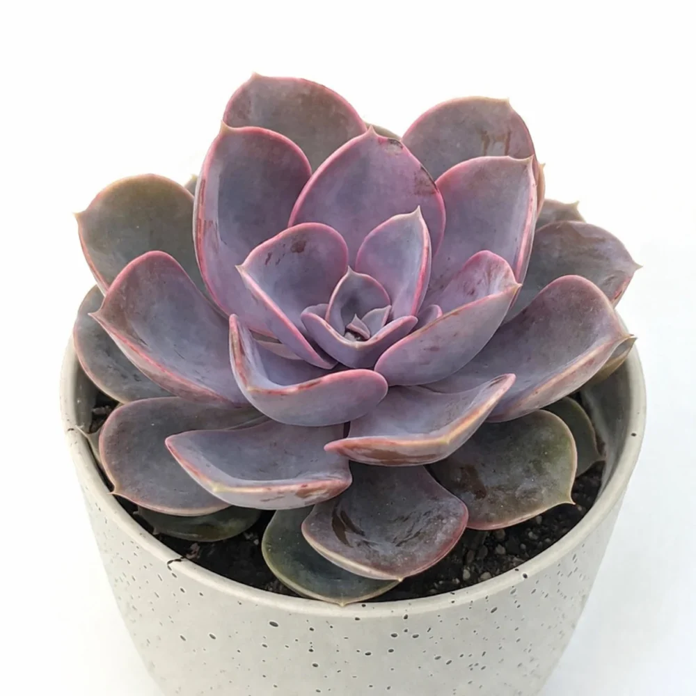Echeveria ‘Perle von Nürnberg’ plant