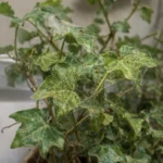 English Ivy Spider Mites: Signs, Causes and How to Get Rid of Them