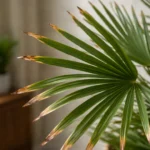 European Fan Palm Brown Tips: Why It Happens and What Helps