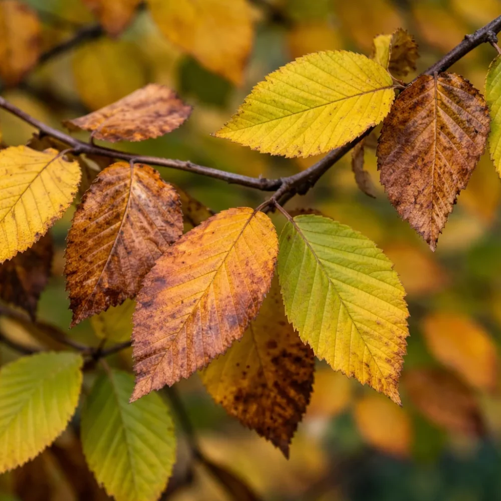 European Hornbeam Brown Leaves: What Causes Scorch and How to Fix It